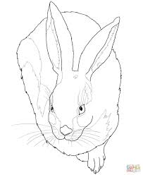 Koharu, tired of all the men in her life being lying, married philanderers, decides to move back home, away from the city. Young Hare By Albrecht Durer Coloring Page Free Printable Coloring Pages Albrecht Durer Animal Coloring Organic Art