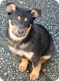 Coffee machine brands australian kelpie mix dog. Australian Kelpie Info Puppies Mix Temperament Pictures