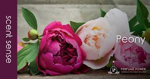 The nose behind this fragrance is christophe raynaud. Scent Sense Peony Perfume Power