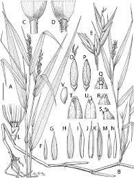 Image result for Sclerodactylon macrostachyum