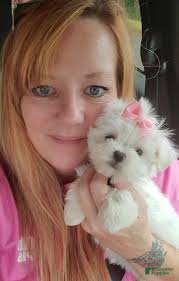 Toy Poodle breeders, Missouri