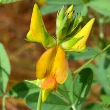 Image result for Crotalaria natalitia