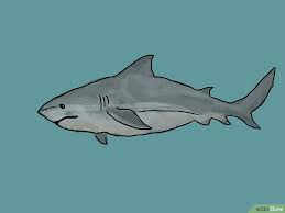 Mewarnai gambar keramaian pasar iman pinterest indonesia via pinterest.com. 101 Gambar Arsir Ikan Paling Keren Gambar Pixabay
