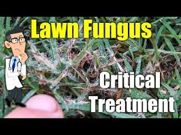 The good news is the right lawn care practices can help towards prevention and treatment of lawn fungus. How To Treat Lawn Fungus Naturally