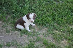 Get directions, reviews and information for cactus veterinary service llc in pine bluffs, wy. Cactus Veterinary Services Home Facebook