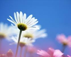 Find the greates flower wallpapers on pexels which are free to download and use as background images on your mac computer, macbook and windows computer. White Flowers Wallpaper Wallpapers For Free Download About 3 590 Wallpapers