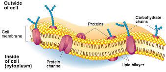 Labeled Diagram Of Plasma Membrane Beautiful All About Fish Oil Cell Membrane Plasma Membrane Cell Membrane Structure