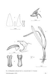 Image result for Bulbophyllum unifoliatum