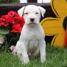 Uncropped ears are preferred in the american bulldog breeders association standard. American Bulldog Puppies For Sale Greenfield Puppies