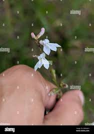 Image result for Lobelia pteropoda