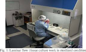We did not find results for: Pdf Plant Cell And Tissue Culture Introduction To Plant Biotechnology Semantic Scholar