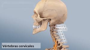 La columna cervical está compuesta por siete vértebras y discos intervertebrales y el desgaste. Vertebras Cervicales Definicion Anatomia Funcion Anatomia Topografica