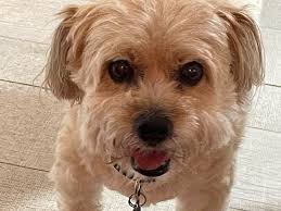 Chris DiRenzo Groble (@chrisgroble) • Instagram photos and videos