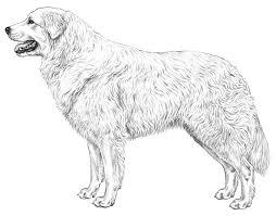 Cane Da Pastore Maremmano Abruzzese Cane Da Pastore Cani Disegni Di Cane