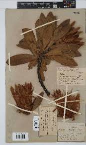 Image result for Orthochilus milnei