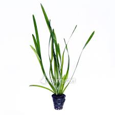 Image result for Vallisneria spiralis