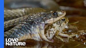 The snake is a family of reptiles with long bodies, and no legs. Poisonous Frog Fends Off Snake With Its Toxins Youtube
