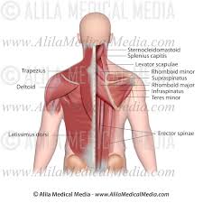 Text and images from slide. Back And Neck Muscles Labeled Alila Medical Images