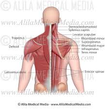 Intermediate back muscles and c. Back And Neck Muscles Labeled Alila Medical Images