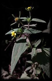 Image result for Sigesbeckia