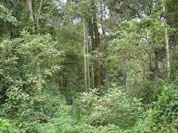 Image result for Bridelia brideliifolia