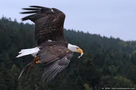 Zeearend ('se eagle') is one of the most famed of the type, especially in the netherlands, where she is a legend to dutch yachtsmen. Adlerwarte Detmold Ge Witkopzeearend Of Amerikaanse Zeearend Haliaeetus Leucocephalus Bald Eagle Zoommoment Com Gallery