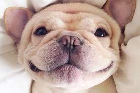 「犬笑顔」の画像検索結果