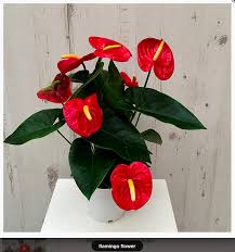 Flamingo Flower 17 99 Pot Size 14cm Current H 50cm Max H 50cm Lush Looking Foliage And Amazing Flowers With Anthurium Flamingo Flower Pretty Flowers