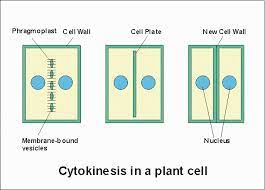 We did not find results for: How To Compare Cytokinesis In Plant And Animal Cells Quora