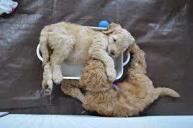 5 hrs from savannah ga, 1 hour from greenville sc. Lakeside Pups