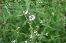 Image result for Verbena officinalis