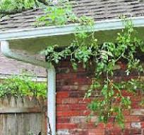 Grow Tomatoes in Your PVC Gutters The Hydroponics Way ...