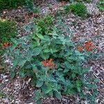 Image result for Dicliptera sericea