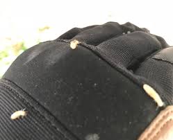 How often should i undertake a timber pest inspection of my property? Black Knight Pest Blackknightpest Twitter