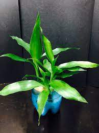 室內植物富貴竹水種迷你版belgium evergreen 綠葉室內盆栽有機種植風水擺設家居用品plant 開運竹 plants vegetables stuffed peppers
