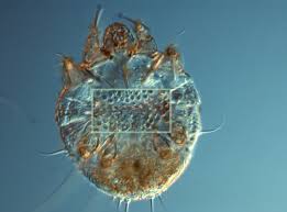 Image result for Sarcoptes scabiei