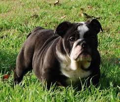 Stunning triple carrier male english bulldog for sale ( father is epicbullz donny black), he makes a brilliant family pet and is used to children, other dogs and household noises. Adorable Akc Black And White English Bulldog Girl For Sale In Cleburne Texas Classified Americanlisted Com