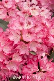 Anna Rose Whitney Rhododendron Monrovia Anna Rose Whitney Rhododendron These Would Be Grea Pretty Flowers Pictures Nursery Landscape Design Monrovia Plants