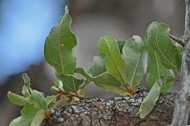 Image result for Combretum imberbe