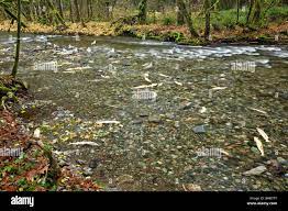 Salmon run at Goldstream Park. Vancouver Island, BC, Canada Stock Photo -  Alamy