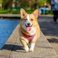 Here's a look at some of the most. Dogs Quiz Trivia Questions And Answers Free Online Printable Quiz Without Registration Download Pdf Multiple Choice Questions Mcq