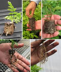 Image result for Ficus scassellatii