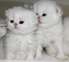 Munchkin cats & kittens in uk. Pin On Adorable Kittens