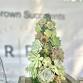 Living Succulent Christmas Tree event image