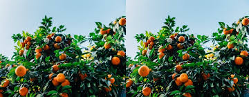 We have many varieties of top quality fruit trees to choose from, which include the following: Order Fruit Plants At Home Buy Fruit Plants Online Fruit Plants In Delhi Green Decor