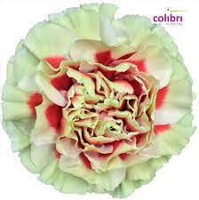 Pin On Carnations