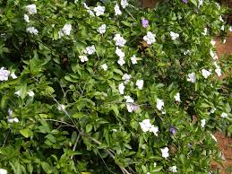 Image result for Brunfelsia australis