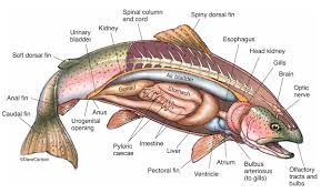 Bony Fish Anatomy Rainbow Trout 2 Carlson Stock Art