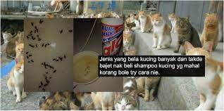 Kucing dapat sakit parah (atau bahkan mati) jika dirawat menggunakan obat kutu yang ditujukan untuk anjing. Hilangkan Kutu Kucing Cara Mudah Guna Je Benda Nie Habis Semua Kutu Si Comel Mati Pemilik Kucing Wajib Baca Siakap Keli News