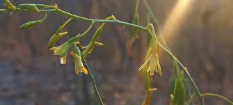 Image result for Eulophia callichroma